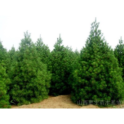 白皮松、油松 、雪松、華山松、 黑松 、