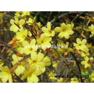 碧桃，紫薇，櫻花，紅葉李，欒樹，龍柏，玉蘭，海棠，月季，垂柳
