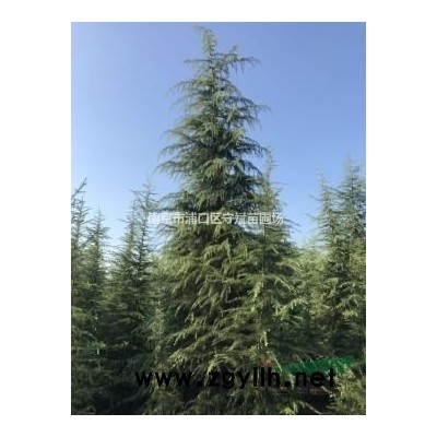 8公分欒樹價格10公分欒樹價格12公分欒樹價格15公分欒樹價