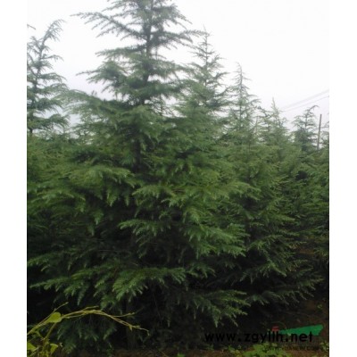 欒樹價格，江蘇南京5公分欒樹價格報價。