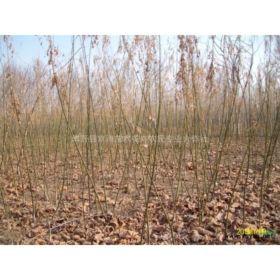 專供速生柳小苗/國槐小苗/白蠟小苗/垂柳小苗/榆樹小苗