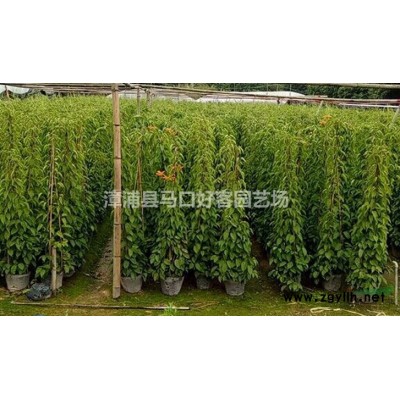 福建漳州臺灣欒樹基地各種規格大量供應，臺灣欒樹價格