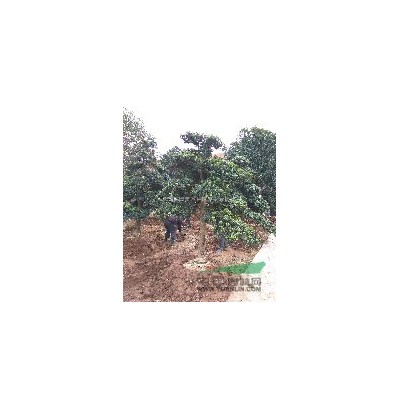 湖北地區供應欒樹