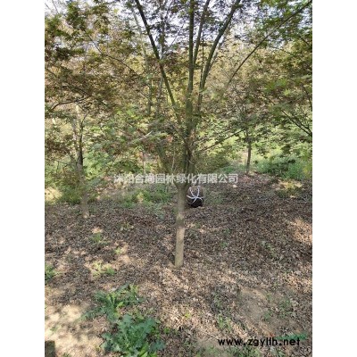 批發雪松,籽播雪松，一*苗，二*苗，雪松基地