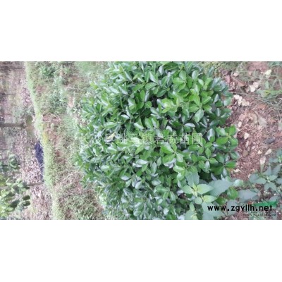 湖南長沙君威苗圃長期供應各種規格欒樹