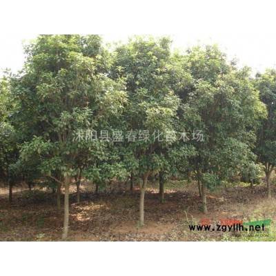 北方耐寒樹種子：欒樹種子，白蠟種子，五角楓種子等