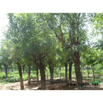 岀售一批桂花，香樟，國(guó)槐