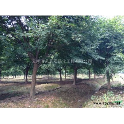 云南雪松價(jià)格~報(bào)價(jià)~供應(yīng)