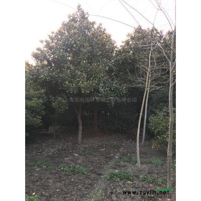 6-20CM欒樹3供應/6-20CM欒樹3圖片