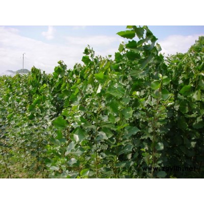 意楊、紅葉楊、國槐、垂柳、法桐、銀杏