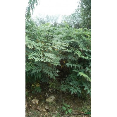 湖南欒樹小苗7介紹