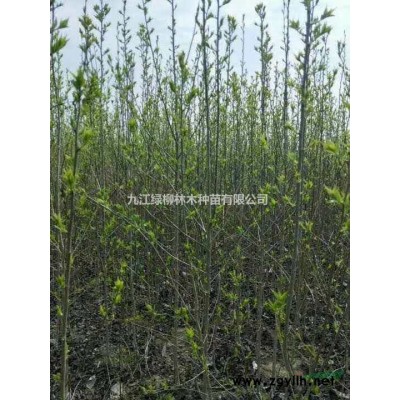 江西林木種子雪松價格便宜 九江雪松種子九江林木種子雪松種子