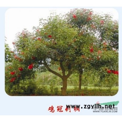 臺(tái)灣欒樹(shù)報(bào)價(jià)/福建臺(tái)灣欒樹(shù)報(bào)價(jià)