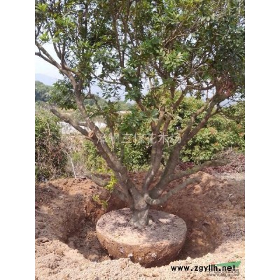 袋苗/移植苗/香樟袋苗/臺灣欒樹袋苗/小葉榕袋苗/重陽木袋苗