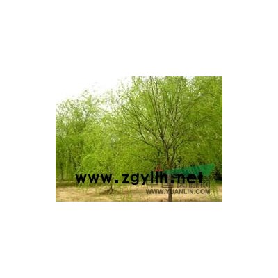 【供應】河北刺槐 速生柳報價 國槐種植基地-瑞景苗木