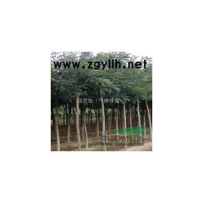 長(zhǎng)期向*各地出售國(guó)槐大小  直徑2公分--60公分