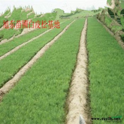 白皮松小苗 白皮松價格 山西白皮松出售