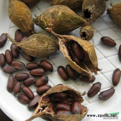 新采收槐樹種子 刺槐種子 紅花槐 黃花槐 國槐樹種子 包發芽