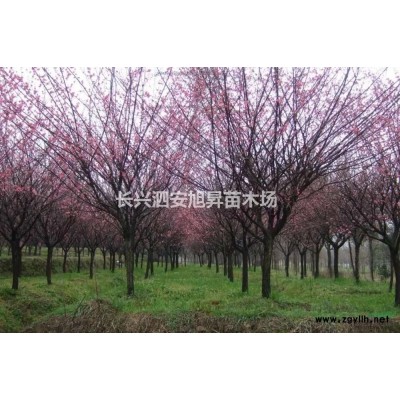 浙江[產品]/浙江黃山欒樹價格/報價