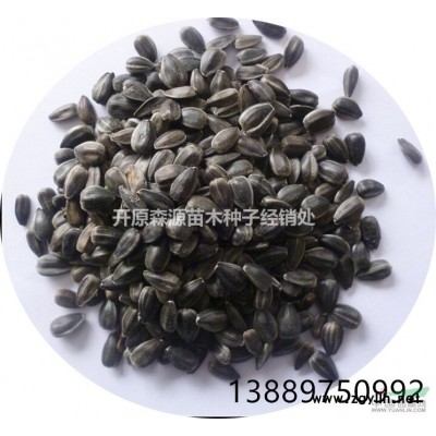 遼寧省鐵嶺市 欒樹種子 *新價格