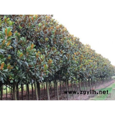 欒樹(shù) 100棵 徑20