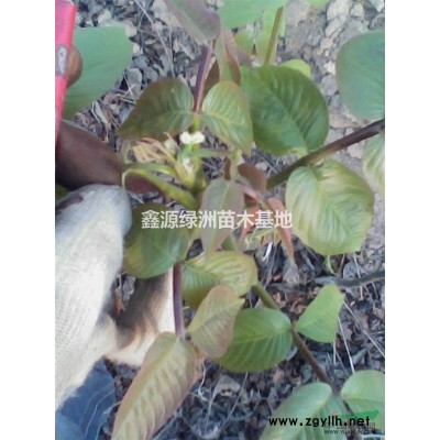 出售國槐苗 3-6公分國槐苗 國槐苗價格