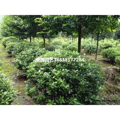 蕭山地區供應20公分國槐