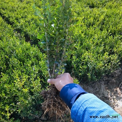 萬綠園林籽播雪松一*苗，二*苗，三*苗價格-圖片苗圃基地