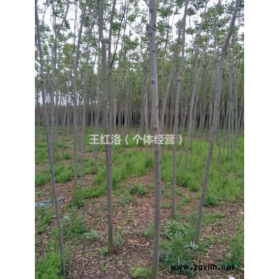 出售河南周邊黃山欒樹5以上的