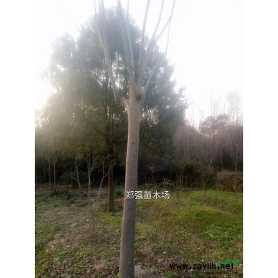 長興大量黃山欒樹出售