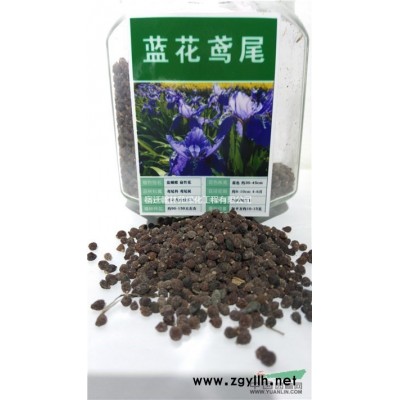 出售欒樹種子，貨到付款，*包郵