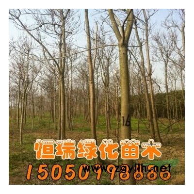 雪松行情報價/雪松圖片展示