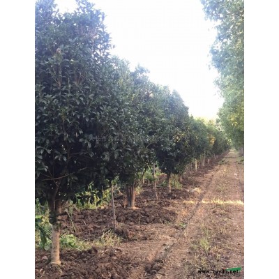 雪松3*新價格/雪松3報價