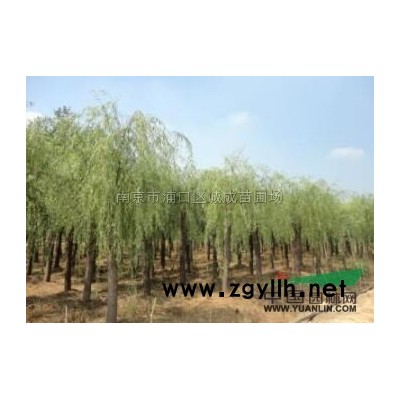 江蘇雪松批發/供應