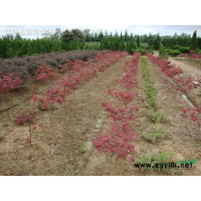 石榴、柳樹、國槐