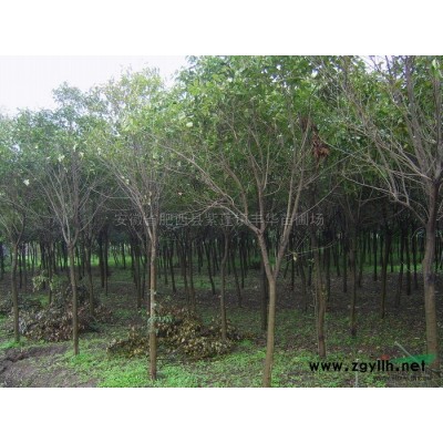 安徽黃山欒樹介紹