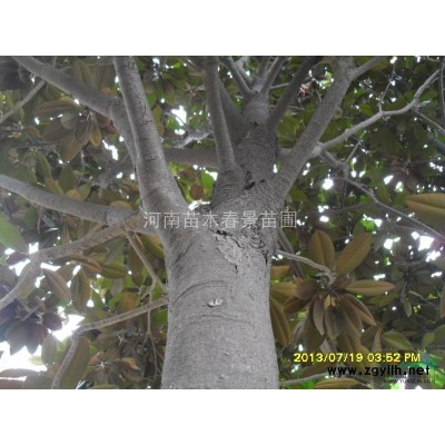 油松、濕地松、白皮松、馬尾松