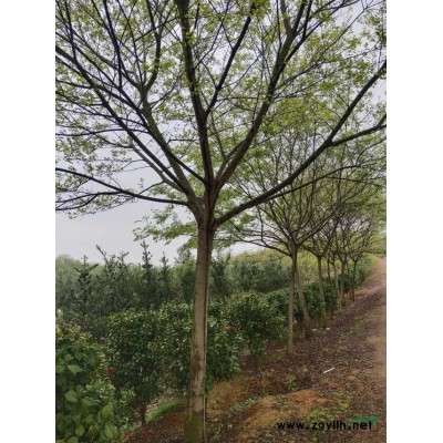 大量供應當年小苗，品種有，烏桕，欒樹，黃連木，櫸樹，重陽木