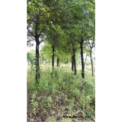 國槐，國槐苗，國槐樹，國槐照片