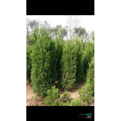 國槐 滁州國槐 國槐價格 安徽國槐