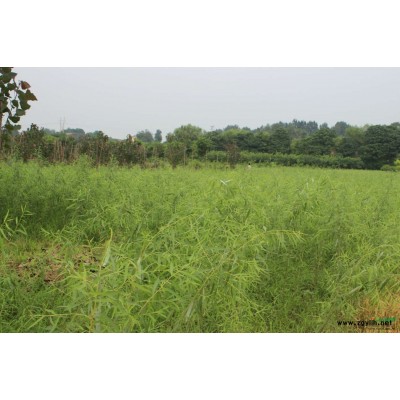 供應(yīng)白皮松、油松、雪松、國槐、法桐、連翹等