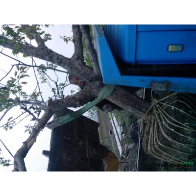 供應(yīng)山西白皮松小苗，0.5-2.5米白皮