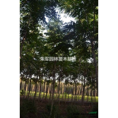 天津薊縣國槐金枝槐