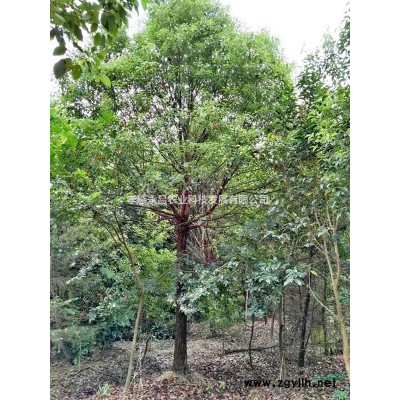 8公分-15公分欒樹帶冠大量供應