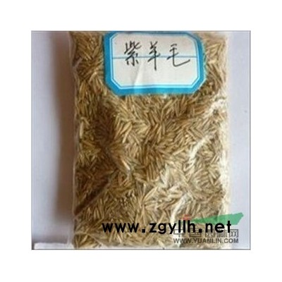 供應國槐小苗一厘米粗