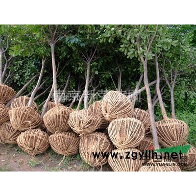 供應南京廣欒樹  價格優惠質量保證