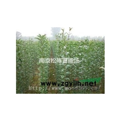 苗圃直銷4米5米6米7米一*苗雪松報價