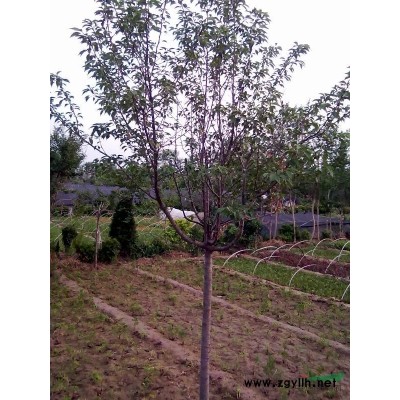 雪松   低價甩賣