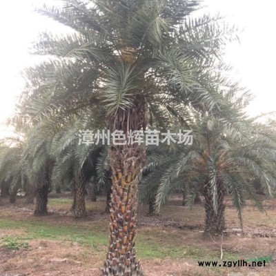 批發霧松雪松盆栽花卉 綠化景觀搭配 霧松雪松盆景 四季常青