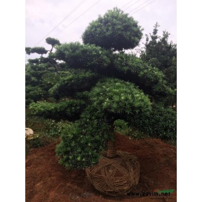 采購湖南雪松 雪松樹 精品雪松